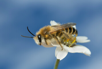 Male pantalon bee, Dasypoda hirtipes on yarrow, Achillea millefolium, sky and clouds in the...