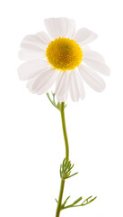 Chamomile flower