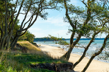 Trees growing on the sandy seashore. Plants that overcome the limitations of the environment.