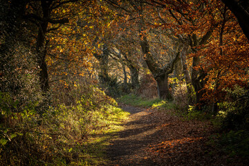 autmn pathway