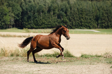 Quarter Horse auf Koppel