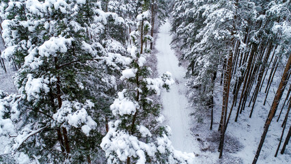snowy road in the forest