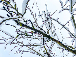 Fototapeta na wymiar branches of a tree with snow