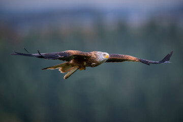 Rotmilan  
(PPREMIUMFOTOS/Jörg Ulrich)