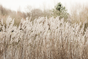 Tall fluffy natural grasses outdoors by a lake in Winter with snowflakes, neutral soft tones, Scandi feel
