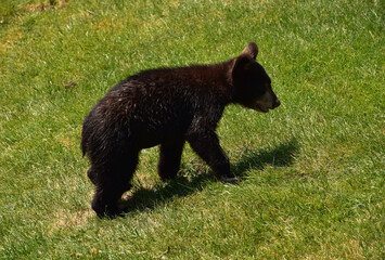 Adorable Black Bear Cub in Green Grass © dejavudesigns