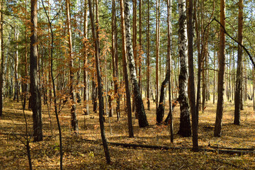 Dense thicket with many trees in the autumn forest lit by the sun