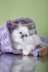 ragdoll kitten on a green background in a basket. Cat portrait in photo studio