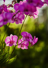 Obraz na płótnie Canvas Pink orchid blossom with sunlight