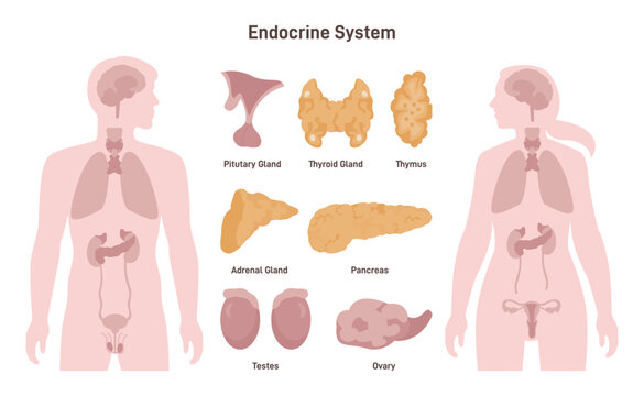 Female and male endocrine system. Human anatomy. Man and woman