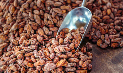 Aromatic brown Cocoa beans and cocoa seed on the cocoa concept with raw materials of Chocolat as...
