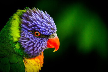 rainbow lorikeet parrot