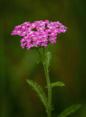 pink wildflowers