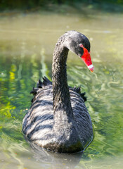 Fototapeta premium Portrait of a black swan. Bird with black plumage. Cygnus atratus. Waterbird. 