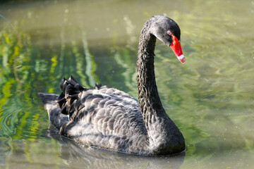 Fototapeta premium Portrait of a black swan. Bird with black plumage. Cygnus atratus. Waterbird. 