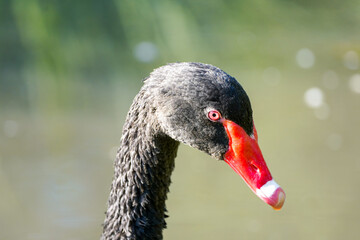 Portrait of a black swan. Bird with black plumage. Cygnus atratus. Waterbird.
