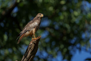 White Eyed Buzzard on a beautiful morning in tadoba national park with green trees in background and sunlight hitting its wings