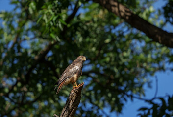 White Eyed Buzzard on a beautiful morning in tadoba national park with green trees in background and sunlight hitting its wings