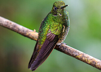 hummingbird on a branch
