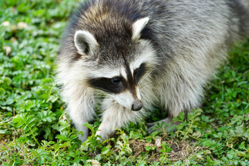 Raccoon is sitting on the ground. Procyon lotor.
