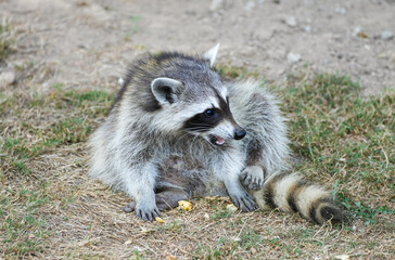 Raccoon is sitting on the ground. Procyon lotor.
