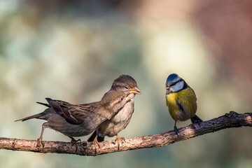 Three birds on a branch