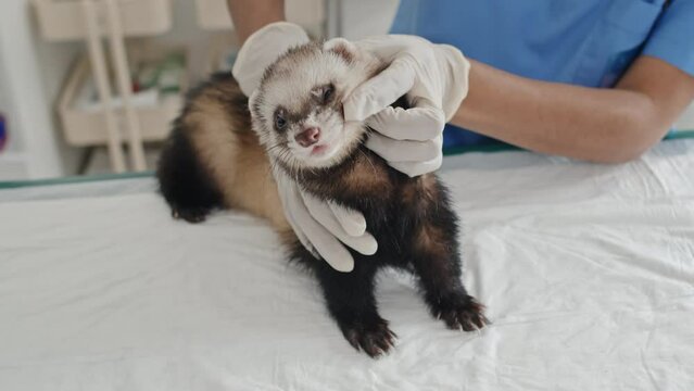 Selective focus of veterinarian in protective gloves examining teeth of domestic ferret