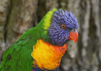 rainbow lorikeet parrot