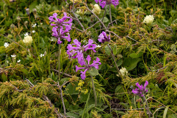 Sochi, Krasnaya Polyana.alpine meadows. The letter Plant is a genus of herbaceous plants of the family of clear flowers
