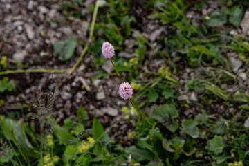 Sochi, Krasnaya Polyana.alpine meadows. mountain onion - allium montanum
