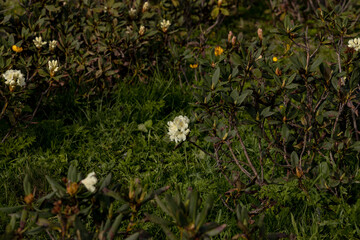 Rhododendron Caucasian Evergreen shrub, a species of the sub-section Pontica