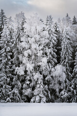 Close-up of a dense forest covered with snow; branches of large spruce trees in winter