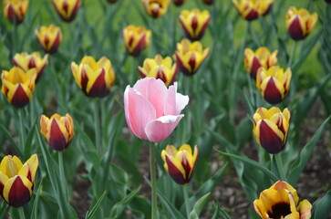 singularity field of tulips 