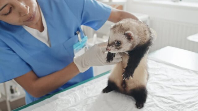 Young veterinarian in uniform holding fluffy ferret and examining his body