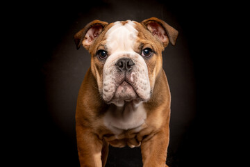 Super cute Bull puppy. Looking forward into the camera. Picture is taken in studio with black background.