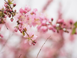 雨中に咲くピンク色の桜