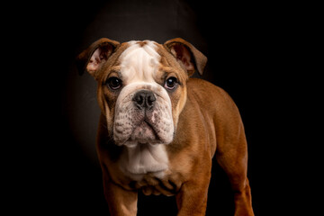 Super cute Bull puppy. Looking forward into the camera. Picture is taken in studio with black background.