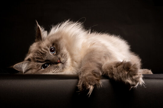 Adorable ragdoll on Black. Looking straight into the camera. Picture is taken in Studio