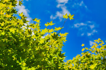 京都 龍安寺　青空に映える美しい青モミジ　コピースペースあり（京都府京都市）Kyoto Ryoanji Temple Beautiful green maple leaves that shine against the blue sky with copy space (Kyoto City, Kyoto Prefecture, Japan)