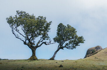 Fototapeta na wymiar Panorama von Lorbeerbäumen im Fanal Feenwald Madeira