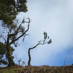Weitwinkelaufnahme von Lorbeerbäumen im Fanal Feenwald Madeira