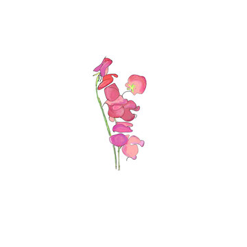 pink sweet pea watercolor flower clip art preview