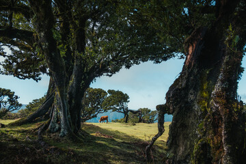 Kuh im Fanal Feenwald eingerahmt von zwei Lorbeerbäumen