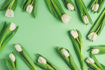 White tulips on light green background. Natural fresh flowers with green leaves layout. Spring eco holiday composition. Random or chaotic concept. Blossom season flat lay. Top view, copy space.
