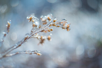 branch covered with ice in winter and blured landscape