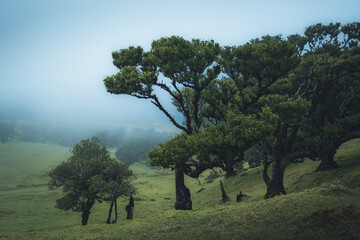 Mystischer Baum im Nebel Fanal Madeira