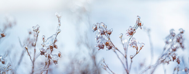 plant covered with ice in winter and blured landscape