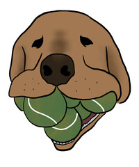 Golden retriever dog has tennis balls in the mouth 