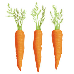 Carrot is a bright juicy vegetable, a healthy vegetarian food. Vector isolated picture on white background.