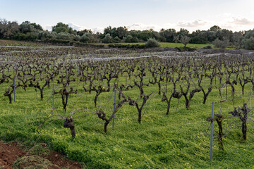 Fototapeta na wymiar Winery and vineyard cultivation in Mallorca